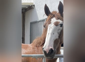 Oldenburger Springpferd, Stute, 5 Jahre, 165 cm, Dunkelfuchs