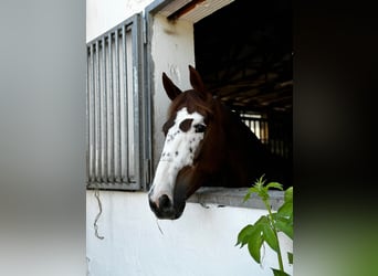 Oldenburger Springpferd, Stute, 5 Jahre, 165 cm, Dunkelfuchs