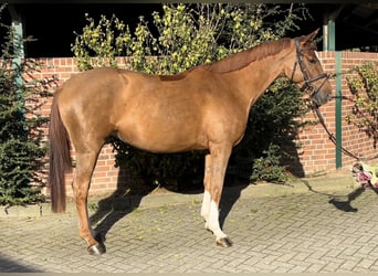 Oldenburger Springpferd, Stute, 5 Jahre, 165 cm, Fuchs