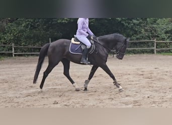Oldenburger Springpferd, Stute, 5 Jahre, 165 cm, Rappe