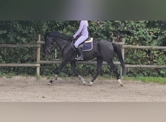 Oldenburger Springpferd, Stute, 5 Jahre, 165 cm, Rappe