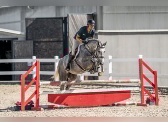 Oldenburger Springpferd, Stute, 5 Jahre, 165 cm, Schimmel