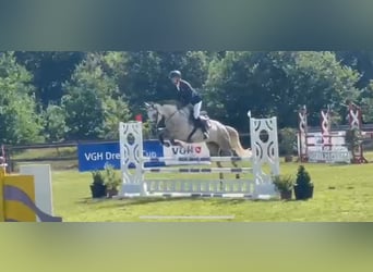 Oldenburger Springpferd, Stute, 5 Jahre, 165 cm, Schimmel