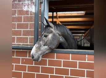 Oldenburger Springpferd, Stute, 5 Jahre, 165 cm, Schimmel