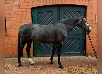 Oldenburger Springpferd, Stute, 5 Jahre, 165 cm, Schimmel