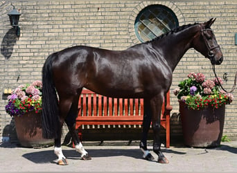 Oldenburger Springpferd, Stute, 5 Jahre, 165 cm, Schwarzbrauner