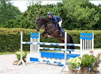 Oldenburger Springpferd, Stute, 5 Jahre, 165 cm, Schwarzbrauner