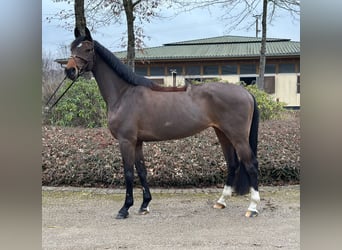 Oldenburger Springpferd, Stute, 5 Jahre, 166 cm, Brauner