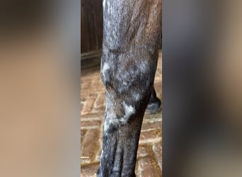 Oldenburger Springpferd, Stute, 5 Jahre, 166 cm, Brauner