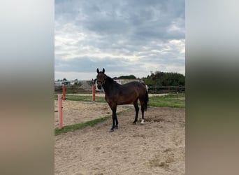 Oldenburger Springpferd, Stute, 5 Jahre, 166 cm, Dunkelbrauner