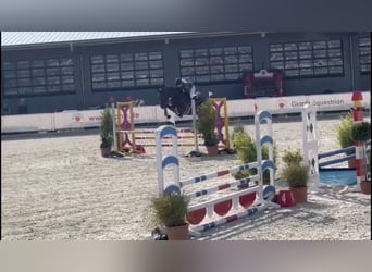 Oldenburger Springpferd, Stute, 5 Jahre, 166 cm, Dunkelbrauner