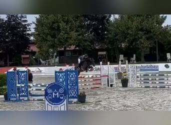 Oldenburger Springpferd, Stute, 5 Jahre, 166 cm, Dunkelbrauner