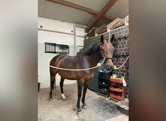Oldenburger Springpferd, Stute, 5 Jahre, 166 cm, Dunkelbrauner