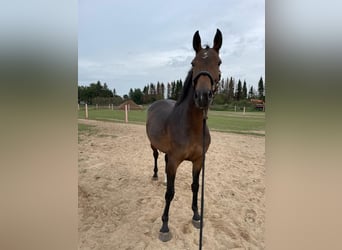 Oldenburger Springpferd, Stute, 5 Jahre, 166 cm, Dunkelbrauner