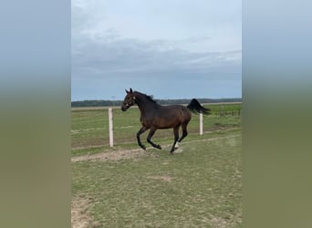 Oldenburger Springpferd, Stute, 5 Jahre, 166 cm, Dunkelbrauner