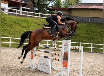 Oldenburger Springpferd, Stute, 5 Jahre, 167 cm, Brauner