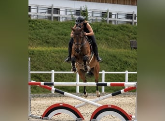 Oldenburger Springpferd, Stute, 5 Jahre, 167 cm, Brauner