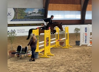 Oldenburger Springpferd, Stute, 5 Jahre, 167 cm, Brauner