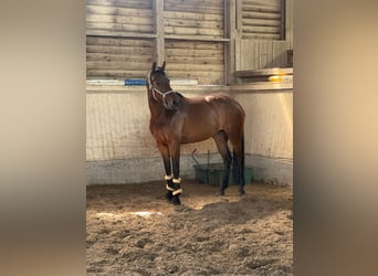 Oldenburger Springpferd, Stute, 5 Jahre, 167 cm, Brauner