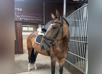 Oldenburger Springpferd, Stute, 5 Jahre, 168 cm, Brauner