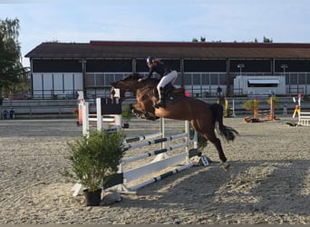 Oldenburger Springpferd, Stute, 5 Jahre, 168 cm, Brauner