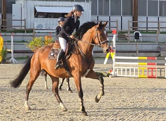 Oldenburger Springpferd, Stute, 5 Jahre, 168 cm, Brauner