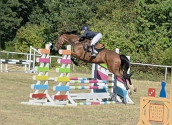 Oldenburger Springpferd, Stute, 5 Jahre, 168 cm, Brauner