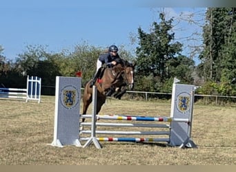 Oldenburger Springpferd, Stute, 5 Jahre, 168 cm, Brauner