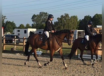 Oldenburger Springpferd, Stute, 5 Jahre, 168 cm, Brauner
