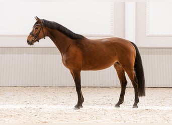 Oldenburger Springpferd, Stute, 5 Jahre, 168 cm, Brauner