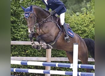 Oldenburger Springpferd, Stute, 5 Jahre, 168 cm, Dunkelbrauner