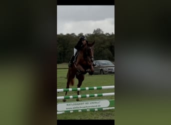 Oldenburger Springpferd, Stute, 5 Jahre, 168 cm, Fuchs