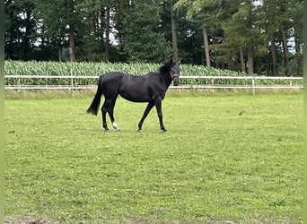 Oldenburger Springpferd, Stute, 5 Jahre, 168 cm, Rappe