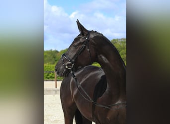 Oldenburger Springpferd, Stute, 5 Jahre, 168 cm, Rappe