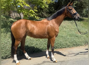 Oldenburger Springpferd, Stute, 5 Jahre, 168 cm, Rotbrauner