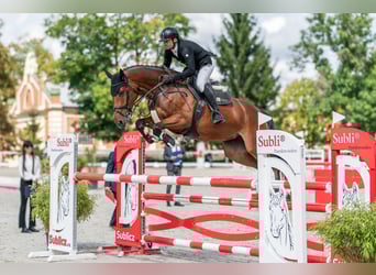 Oldenburger Springpferd, Stute, 5 Jahre, 168 cm, Rotbrauner
