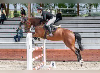 Oldenburger Springpferd, Stute, 5 Jahre, 168 cm, Rotbrauner