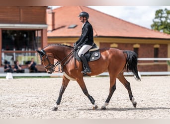 Oldenburger Springpferd, Stute, 5 Jahre, 168 cm, Rotbrauner