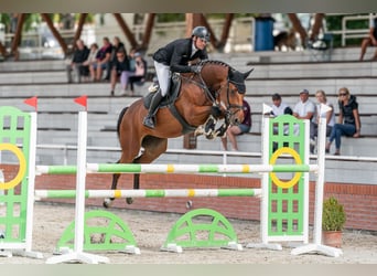 Oldenburger Springpferd, Stute, 5 Jahre, 168 cm, Rotbrauner