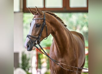 Oldenburger Springpferd, Stute, 5 Jahre, 169 cm, Dunkelfuchs