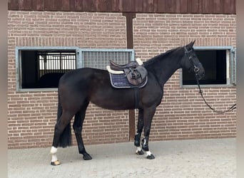 Oldenburger Springpferd, Stute, 5 Jahre, 169 cm, Rappe