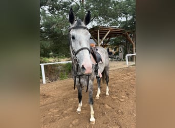 Oldenburger Springpferd, Stute, 5 Jahre, 169 cm, Schimmel