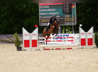 Oldenburger Springpferd, Stute, 5 Jahre, 170 cm, Brauner