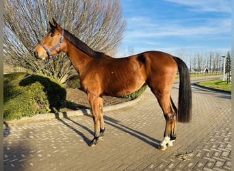 Oldenburger Springpferd, Stute, 5 Jahre, 170 cm, Brauner