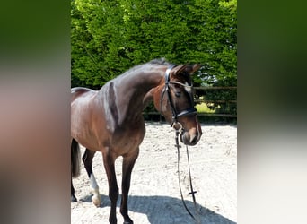 Oldenburger Springpferd, Stute, 5 Jahre, 170 cm, Dunkelbrauner