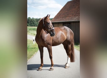 Oldenburger Springpferd, Stute, 5 Jahre, 170 cm, Dunkelfuchs