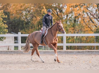 Oldenburger Springpferd, Stute, 5 Jahre, 170 cm