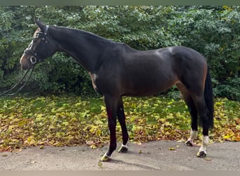 Oldenburger Springpferd, Stute, 5 Jahre, 171 cm, Dunkelbrauner
