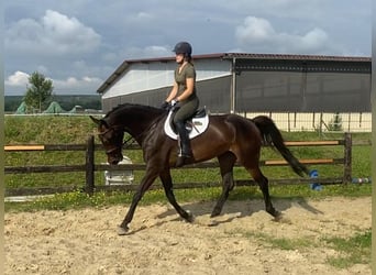 Oldenburger Springpferd, Stute, 5 Jahre, 172 cm, Dunkelbrauner