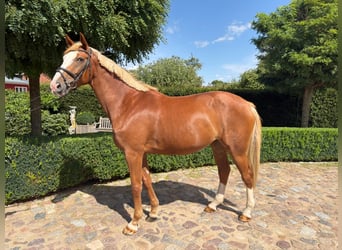 Oldenburger Springpferd, Stute, 5 Jahre, 172 cm, Fuchs